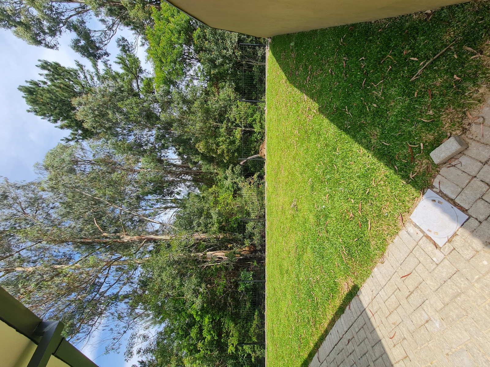 Jardim gramado com a mata ao fundo